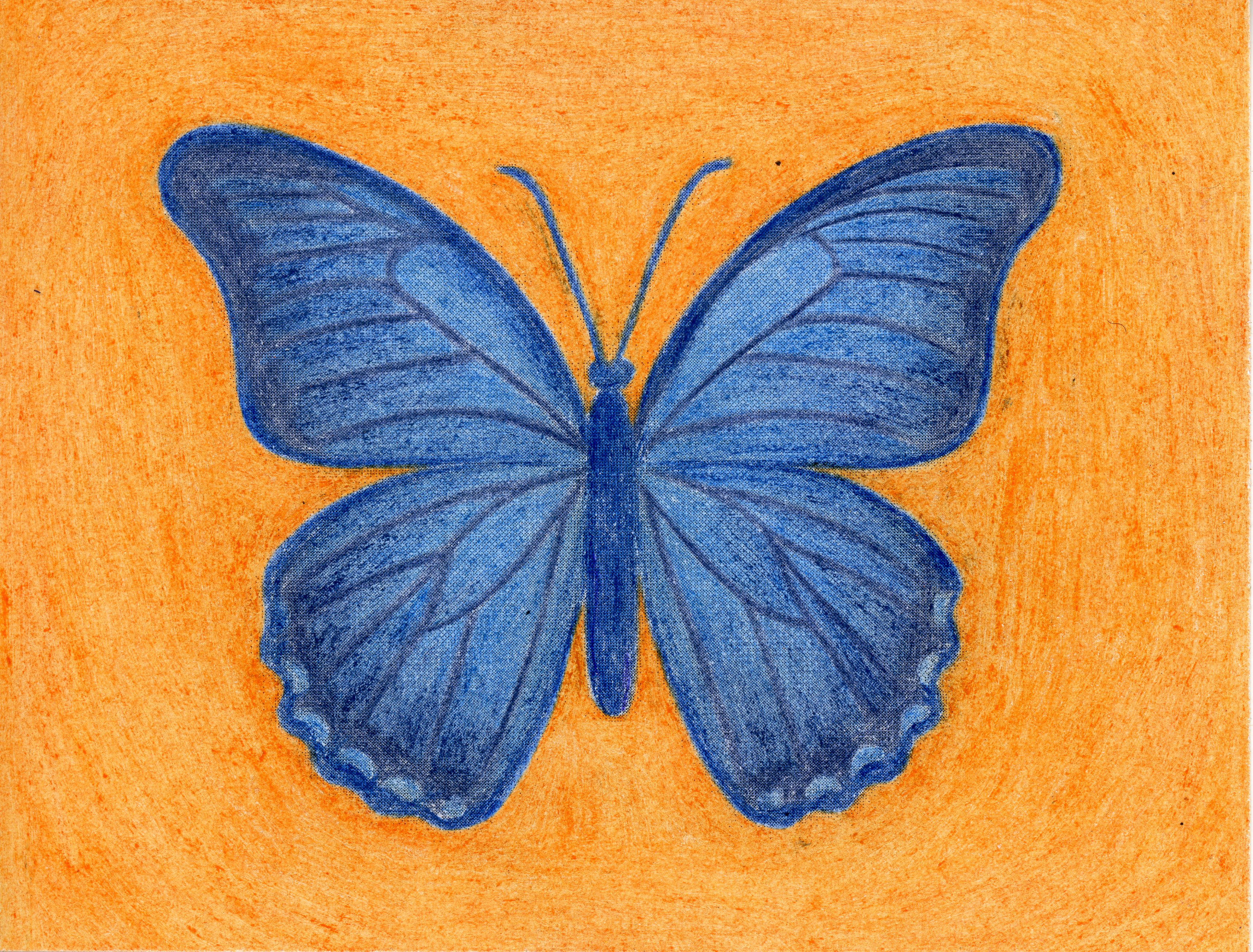 Blauwe vlinder